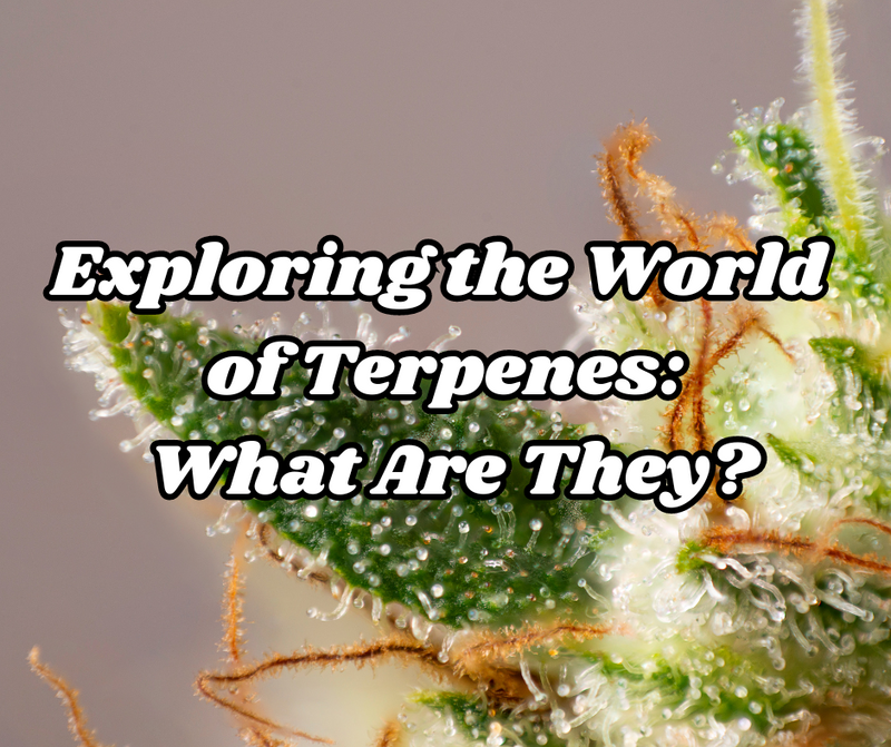 Exploring the World of Terpenes: What Are They?